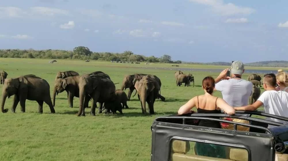 Wildlife Safaris